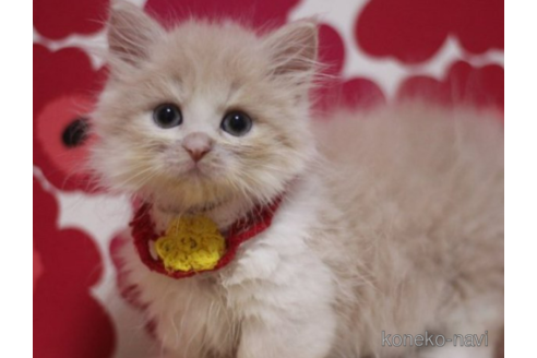 成約済の東京都のマンチカン(短足)-71217の2枚目